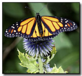 A Male Monarch Butterfly In The Garden