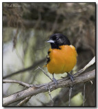 Baltimore Oriole (Icterus galbula)