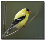 An American Goldfinch (Carduelis tristis)