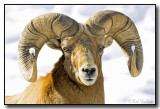 Ram Also