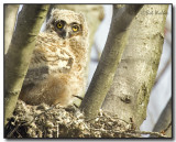 Great Horned Owl (Bubo virginianus) Fledgling