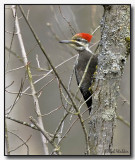 Female Pileated Woodpecker (Dryocopus pileatus)