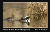 Female And Male Hooded Mergansers