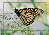 A Monarch On A Butterfly Bush