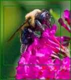 Honeybee Queen