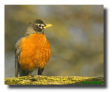 American Robin (Turdus migratorius)