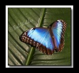 Blue Morpho morpho peleides