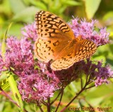 Great Spangled Fritillary