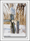 Same Snowy Owl Just A Different View