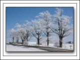 Trees Lined Up Coated With Hoar Frost In Rural New York