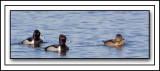 Ring-neck Ducks All In A Row