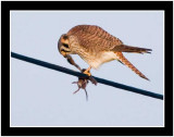 The Kestrel Enjoying Its Meal