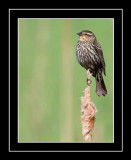 A Female Red Winged Black Bird