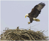 The Eagles Tends To Its Young