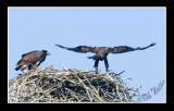 In Flight Training