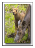 Calf And Cow Moose As Seen In Spring Of 2009