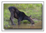 The Cow Moose Having A Little Drink For Her Self