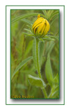 Wildflower Bud of A Gloriosa Daisy