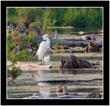 Great Egret (Ardea alba)