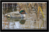 Green-winged Teal (Anas Crecca)