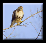 Red-tailed Hawk Sitting And Being Vigilant