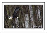 Mature Eagle In Flight Along Edge Of Woodlot