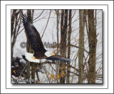 Mature Eagle Making An Approach