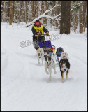 All Breeds Of Dogs Are Ran With The Alaskan Husky Being One Of The Most Popular