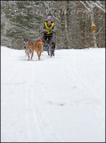 The Hounds Compete