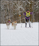 Skijoring With Siberians