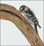 Downy Woodpecker (Picoides pubescens)  Sarching For Food