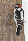 Downy Woodpecker (Picoides pubescens) Continueing Its Winter Search For Food