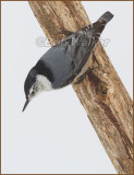 White-breasted Nuthatch (Sitta carolinensis)