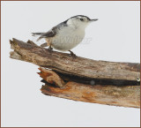 White-breasted Nuthatch Out On A Limb