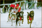 The Exciting Sport Of Sled Dog Racing As Seen Here In The Six Dog Class