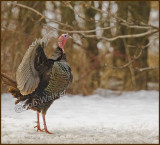 Wild Male Eastern North American Turkey (Meleagris gallopavo)