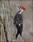 Male Pileated Woodpecker (Dryocopus pileatus)