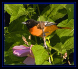 A Sure Sign Of Spring The Baltimore Oriole
