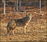In This Image The Coyote Showed Me His Teeth In An  Aggressive Behavior.