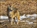 The Coyote Was Ever Vigilant While In My Presence