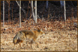 Finally My New Found Subject Decides To Return To His Woodland Home