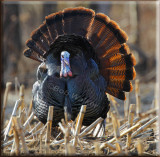  Wild North American Eastern Turkey (Meleagris gallopavo)