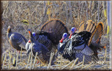 And The Strutting And Courting Continues