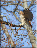 The Red-tail Hawk Gathers Nesting Material
