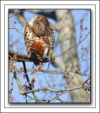 One Shy-Red-tail Hawk All Of A Sudden