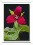 An Artists Rendering Of A Purple Trillium a.k.a. Wake-robin