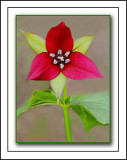 Another View Of The Purple Trillium a.k.a. Wake-robin