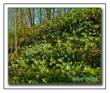 Hill Sides Of Forest Floors Can be Found Adorned With Large-flowered Trilliums