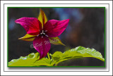 Backlit Purple Trillium