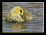 Preen A Little, Rest A Bit